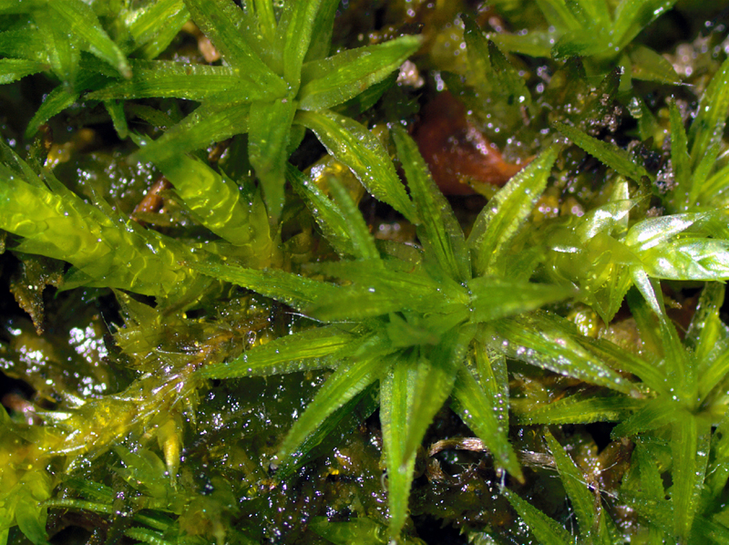 Atrichum angustatum – Bryophytes of Hoxie Gorge