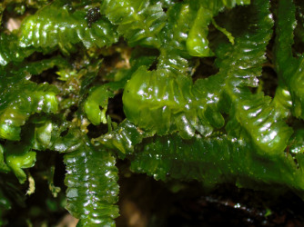 https://sites.cortland.edu/bryophytes/field-guide/liverworts/bazzania-denudata/