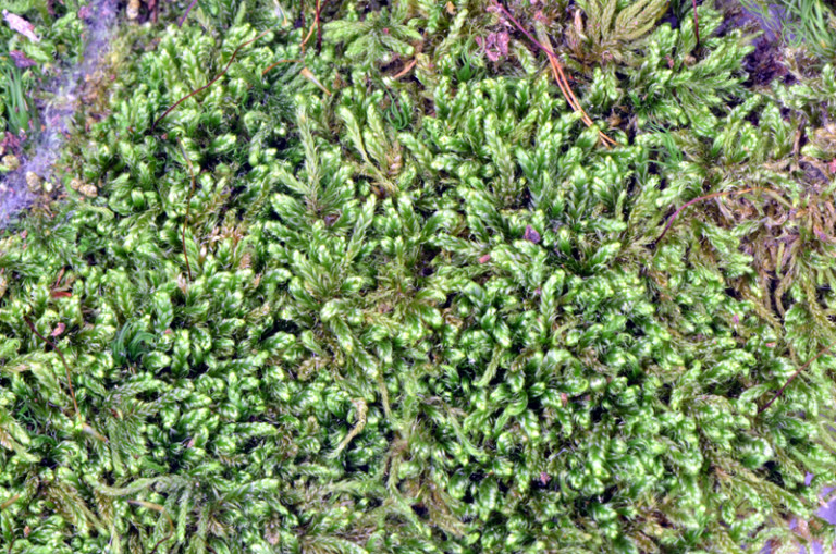 Brotherella recurvans – Bryophytes of Hoxie Gorge