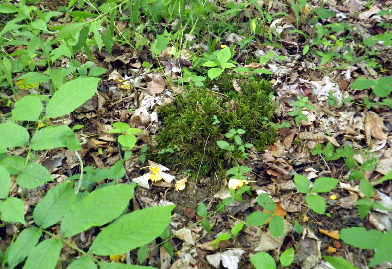 Climacium americanum – Bryophytes of Hoxie Gorge