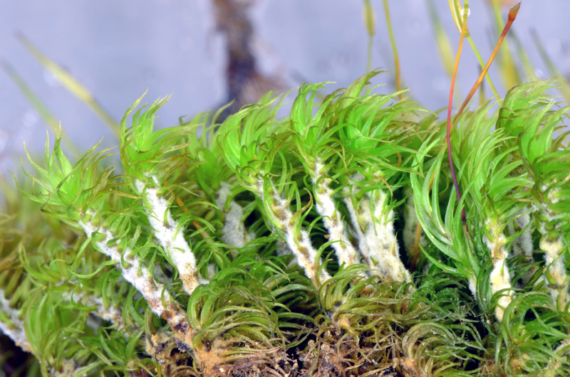 Dicranum – Bryophytes of Hoxie Gorge