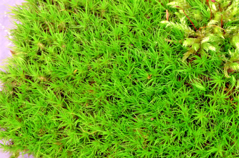 Ditrichum pallidum – Bryophytes of Hoxie Gorge