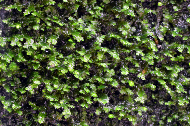 Lophocolea bidentata – Bryophytes of Hoxie Gorge