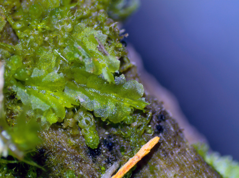 Lophocolea heterophylla – Bryophytes of Hoxie Gorge