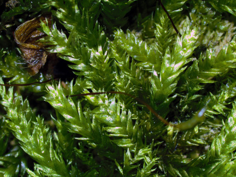 Plagiothecium cavifolium – Bryophytes of Hoxie Gorge