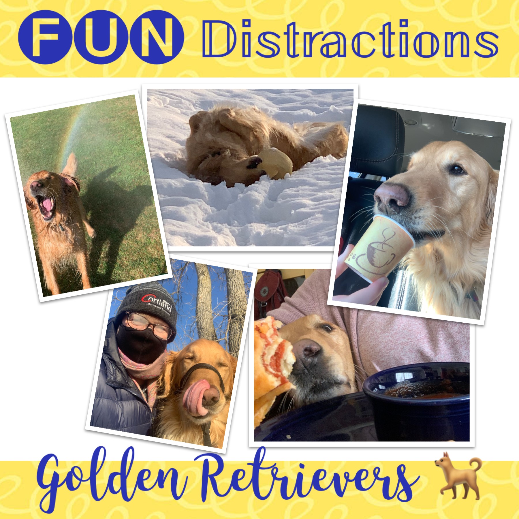 A number of images of a golden retriever