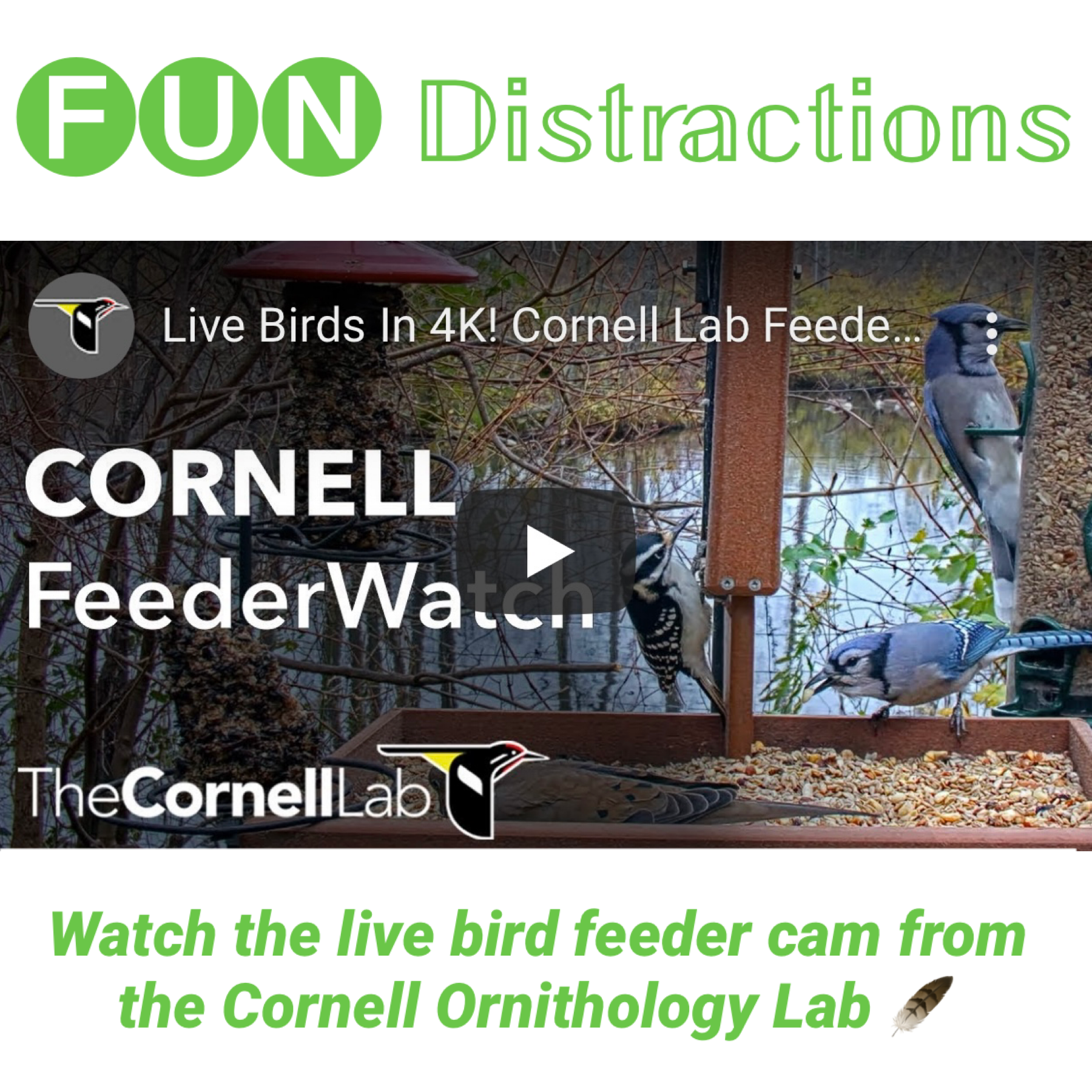 Image from the video feed for Cornell's Bird Feeder camera of four birds at the feeder