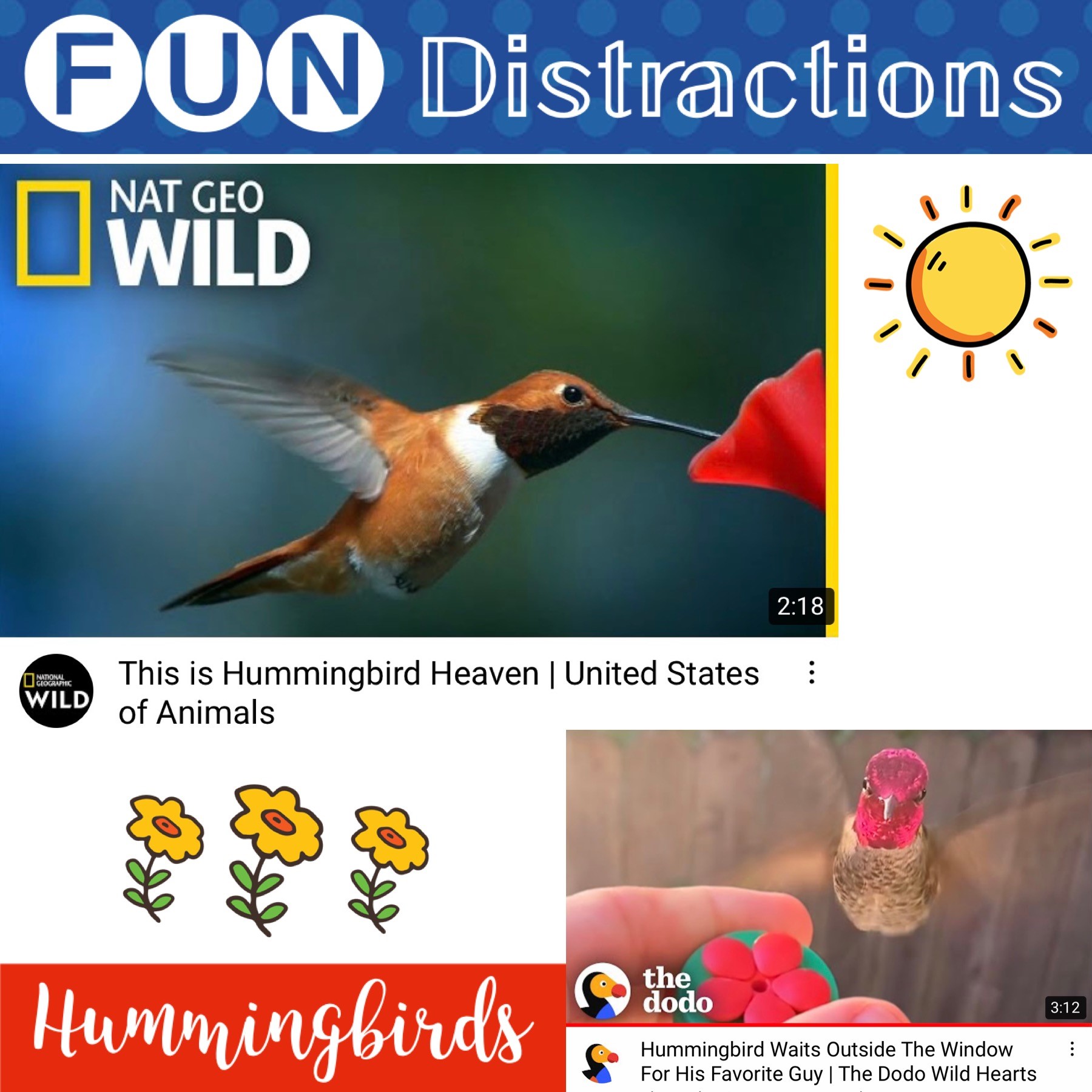Images of hummingbirds