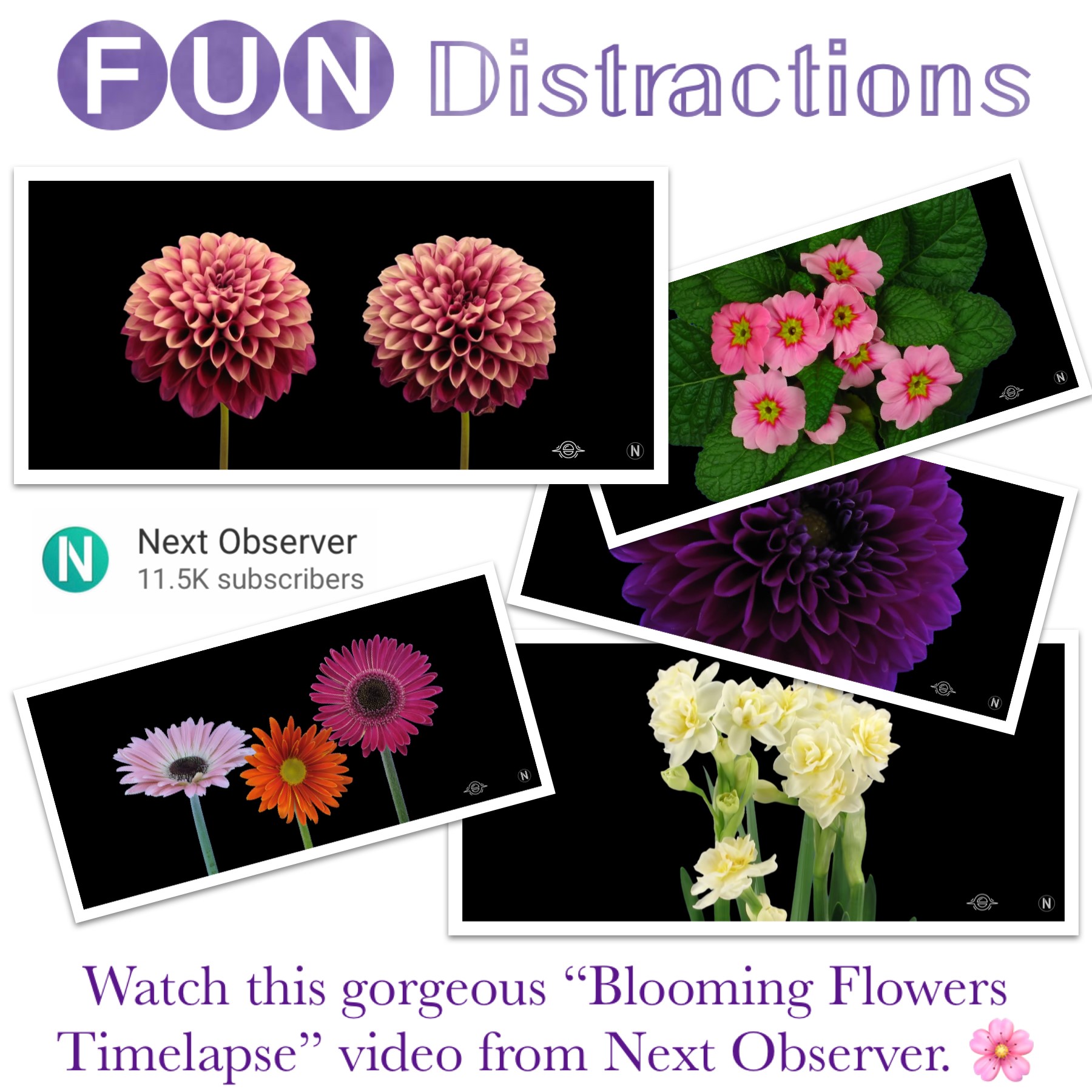 Images of flowers with text stating "Watch this gorgeous Blooming Flowers Timelapse video from Next Observer"