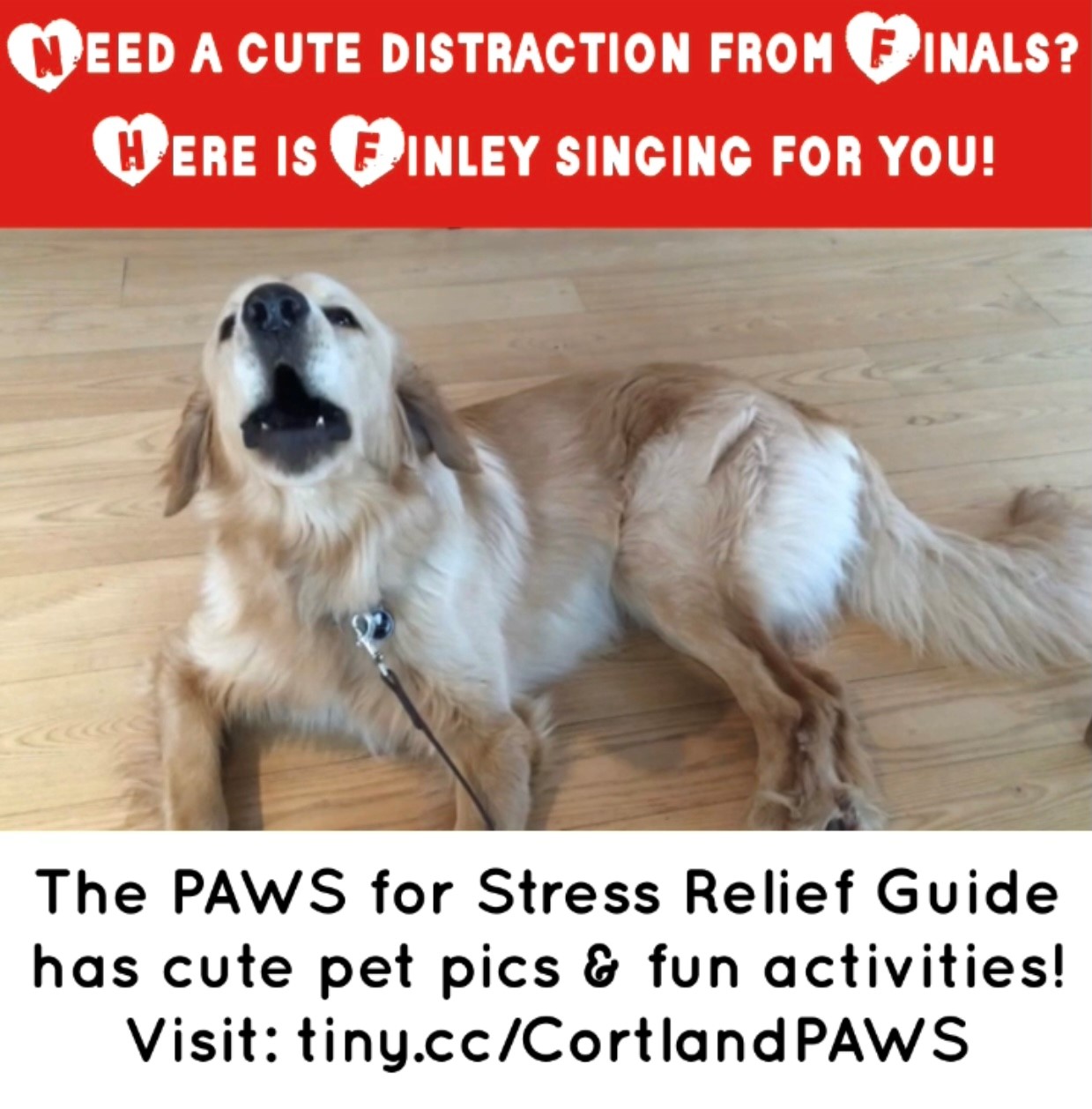 Image of a dog singing for PAWS for Stress Relief