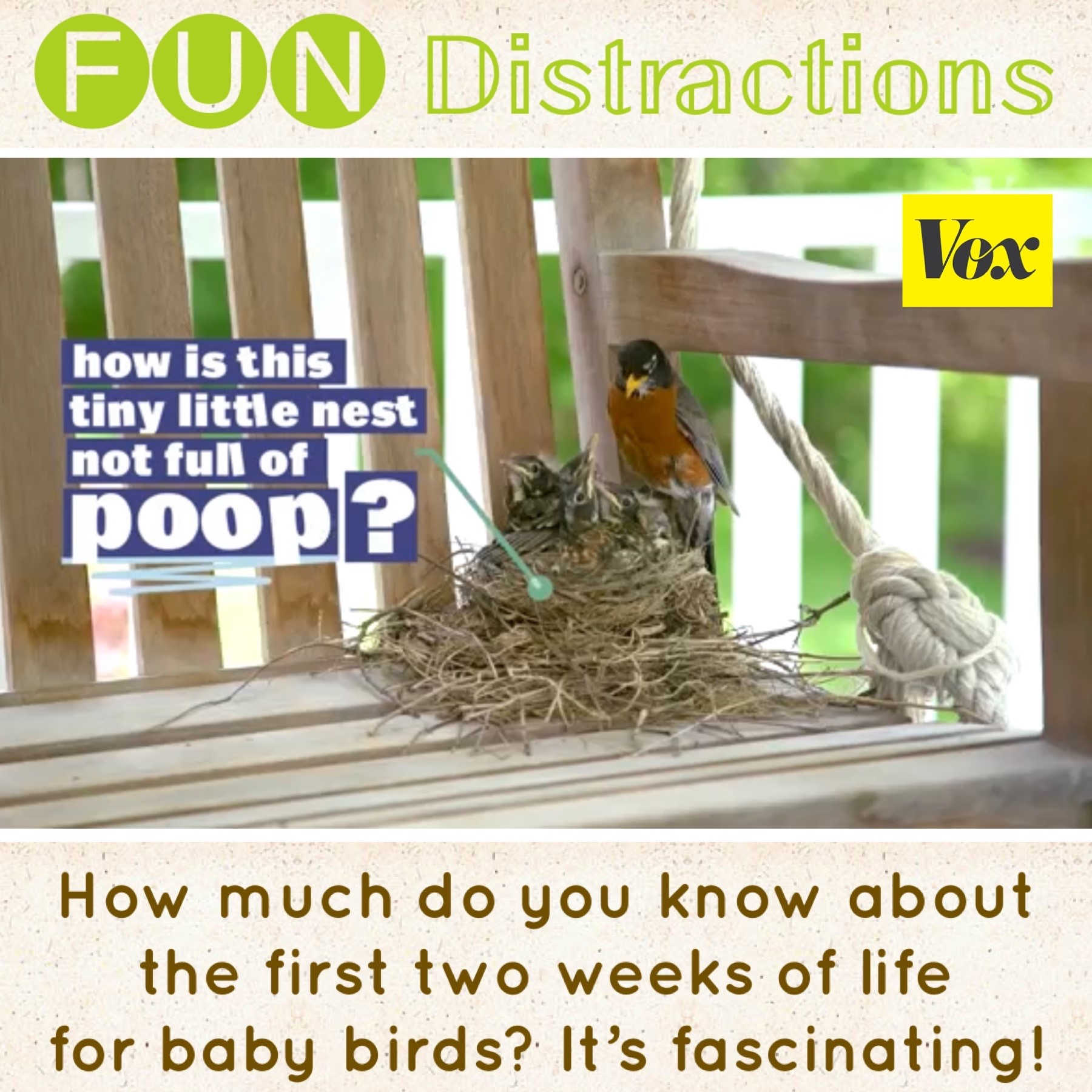 Image advertising the Library’s FUN Distractions series post about baby birds.]