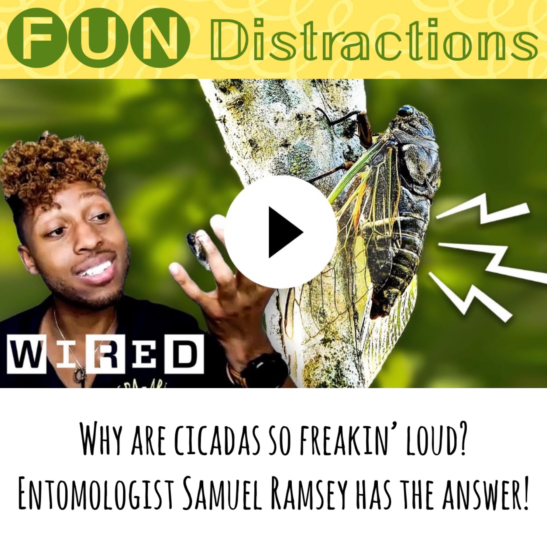 Image advertising the Library’s FUN Distractions series post on cicadas with Dr. Sammy the Entomologist