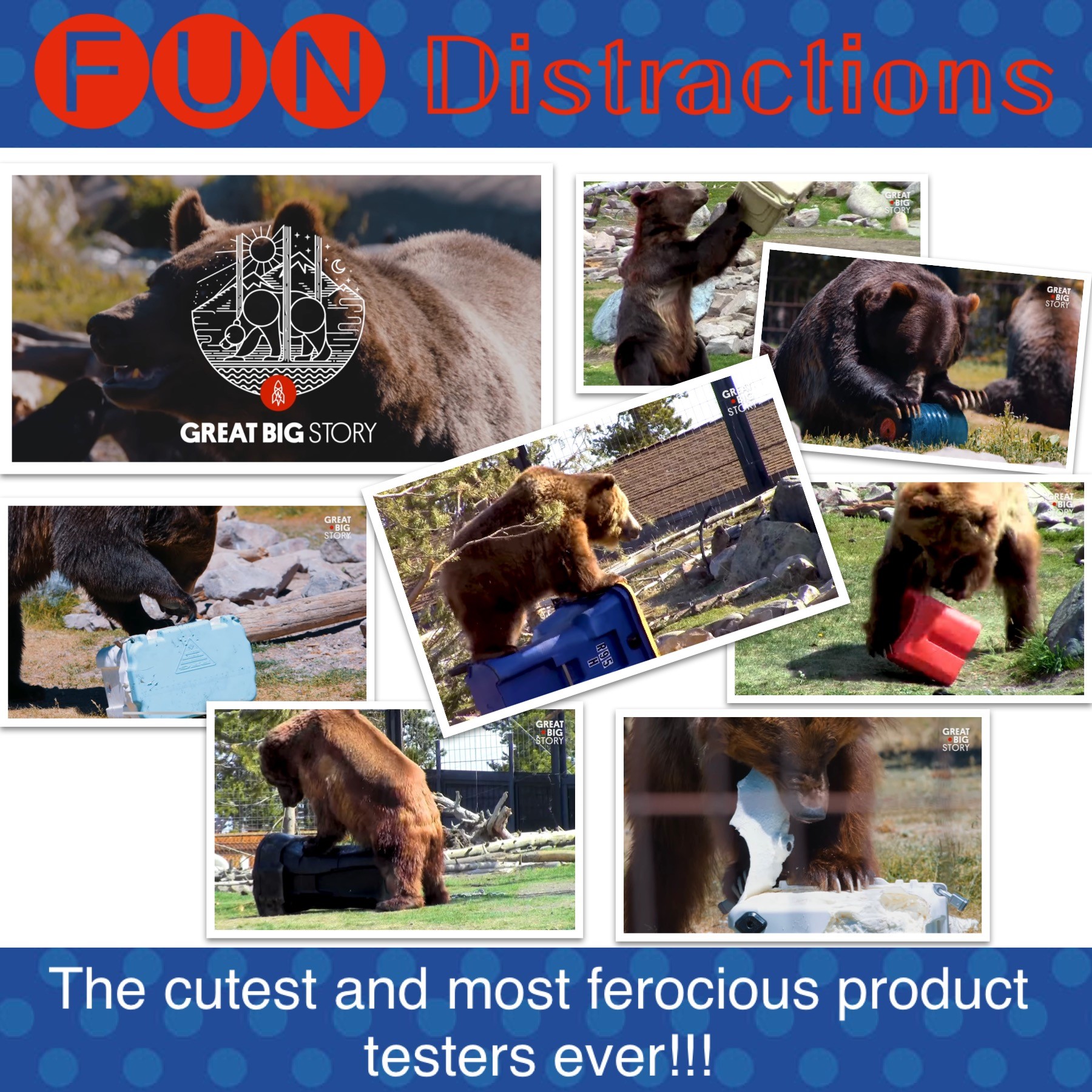 Image advertising the Library’s FUN Distractions series post about grizzly bear product testers
