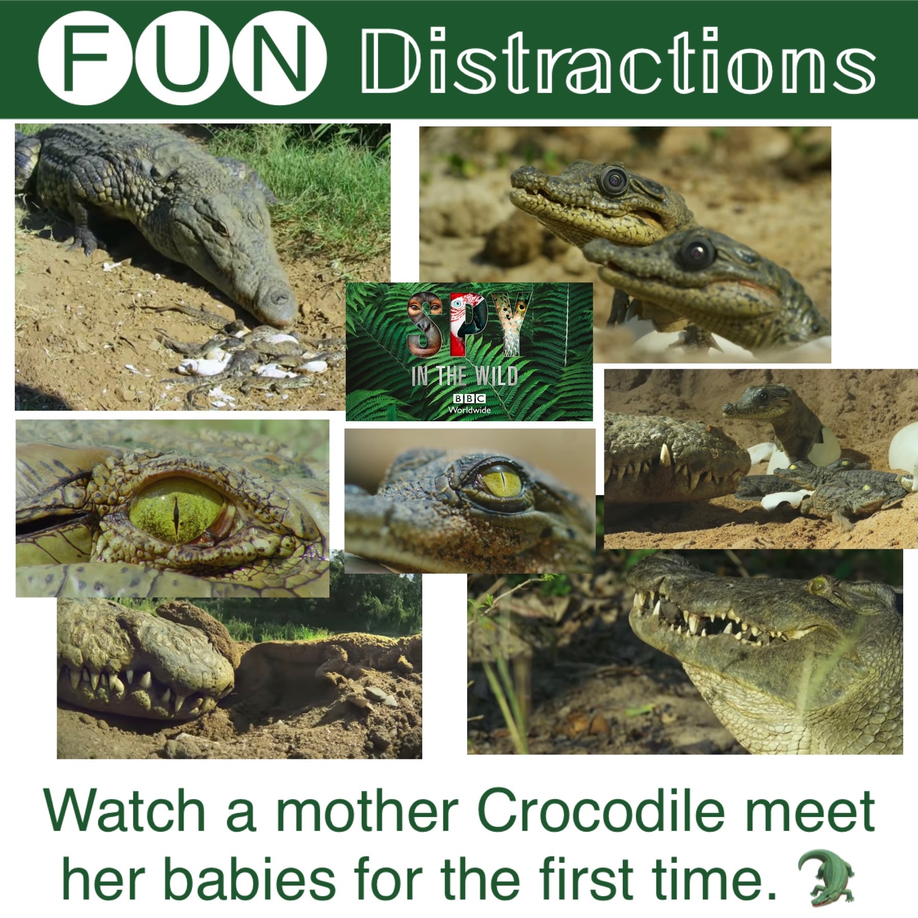 Image advertising the Library’s FUN Distractions series post about mother crocodiles