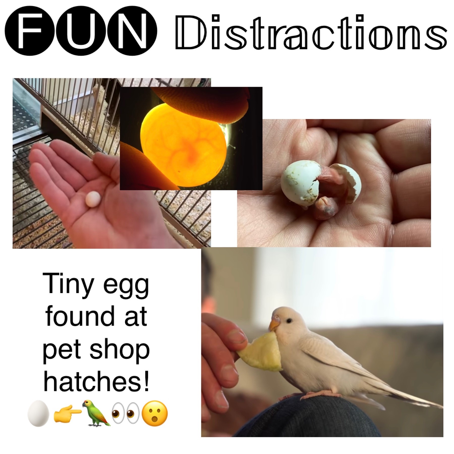 Image advertising the Library’s FUN Distractions series post about a tiny egg