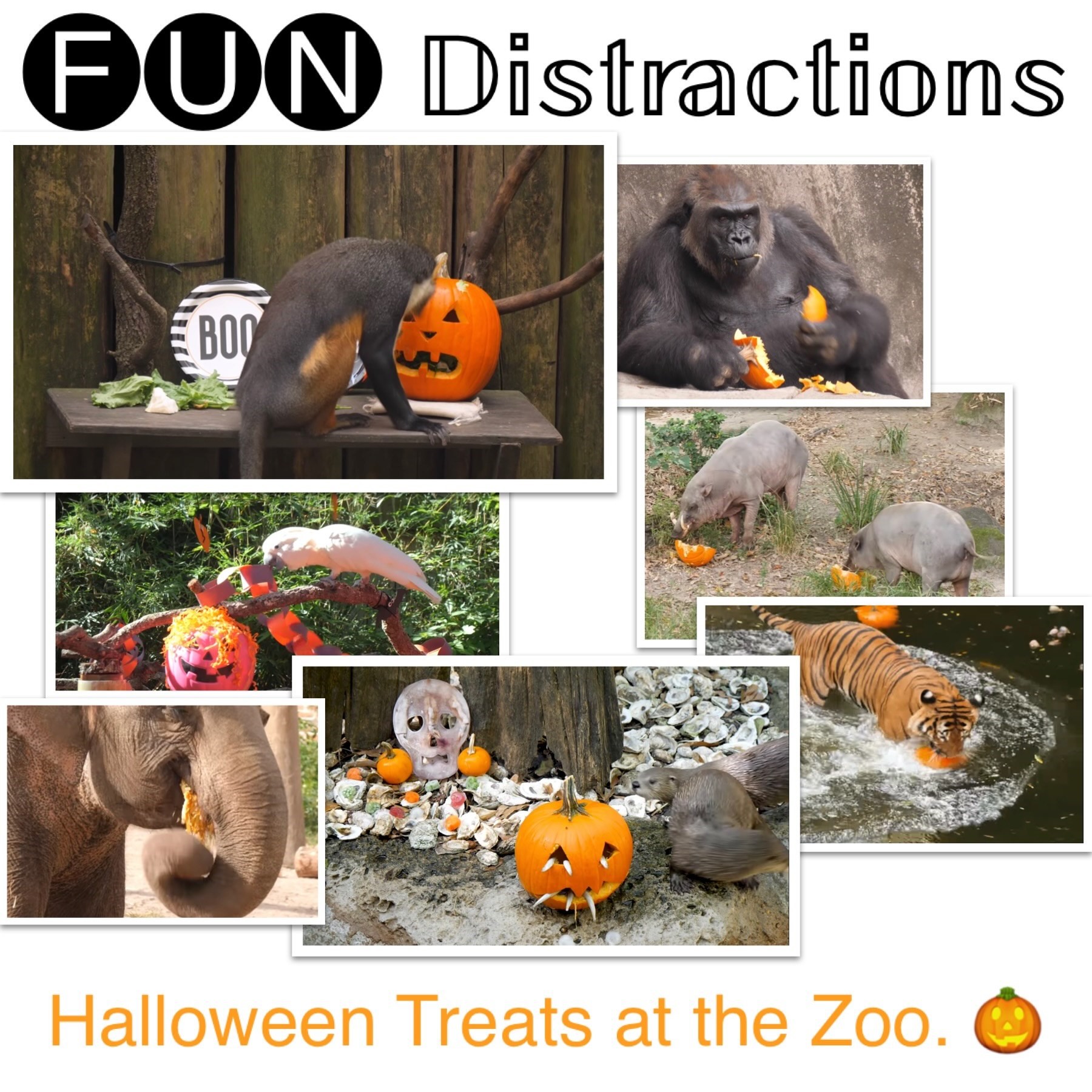 Image advertising the Library’s FUN Distractions series post about zoo animals enjoying Halloween treats