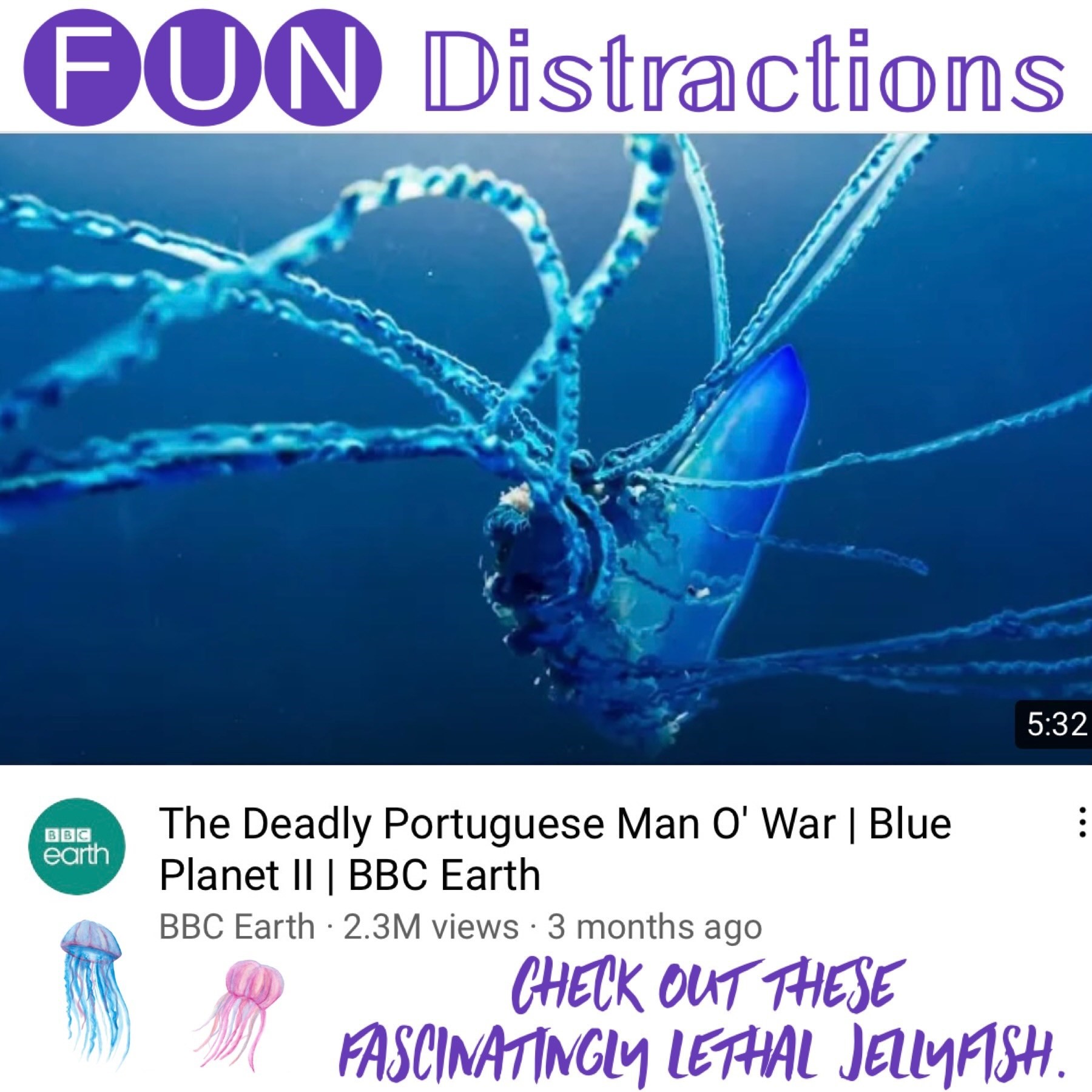 Image advertising the Library’s FUN Distractions series post about Man O’ War jellyfish