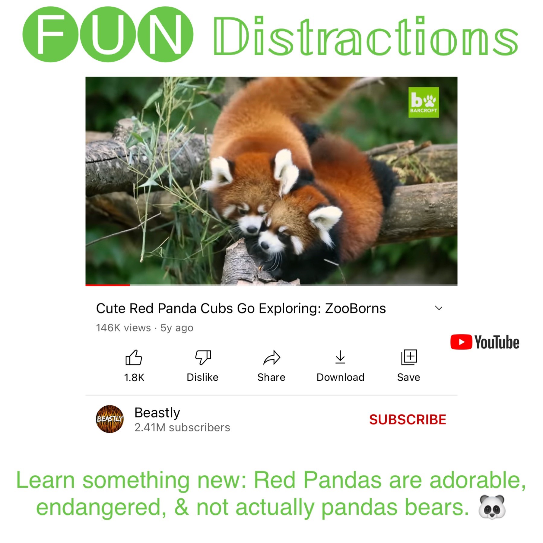 Image of two red pandas