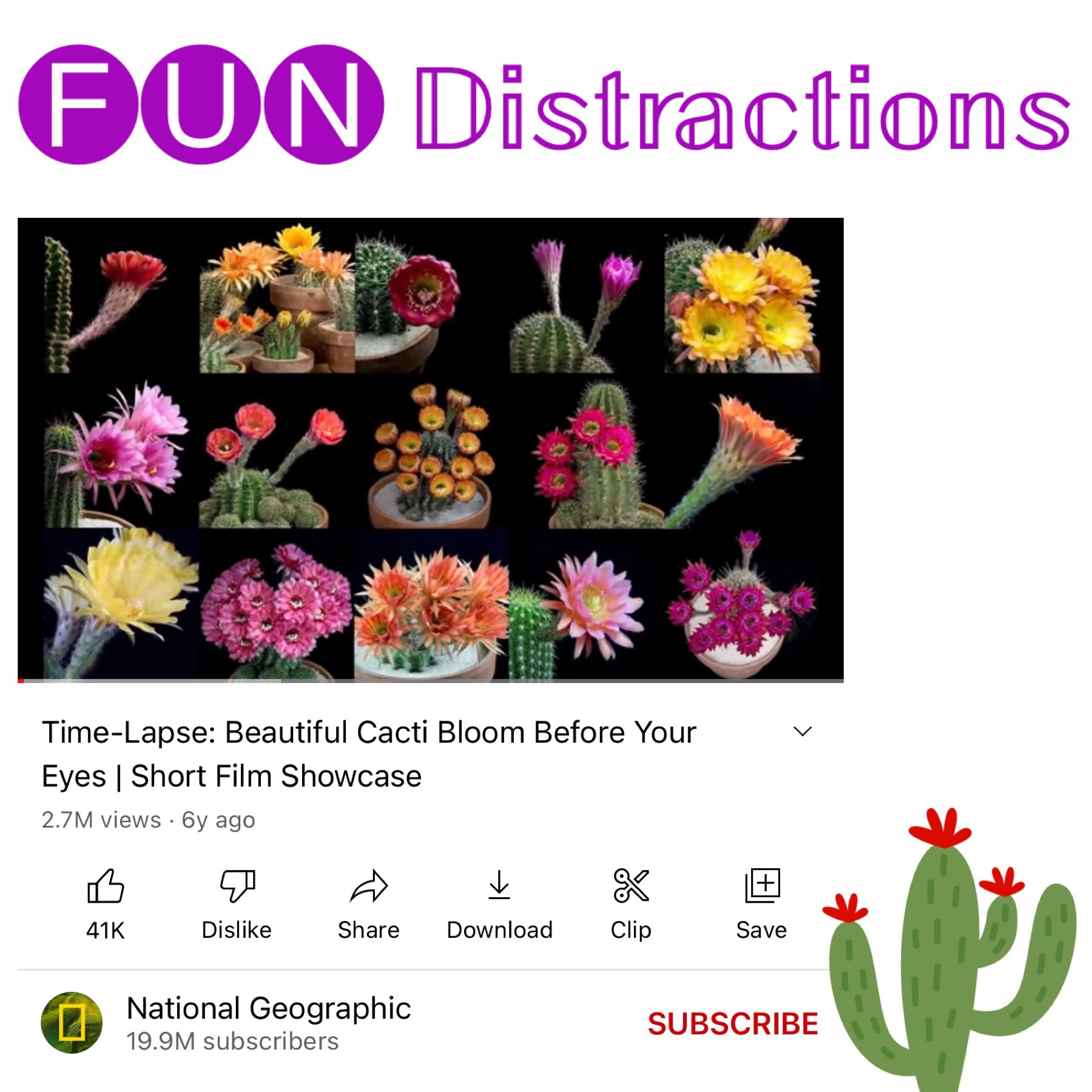 Blooming cacti