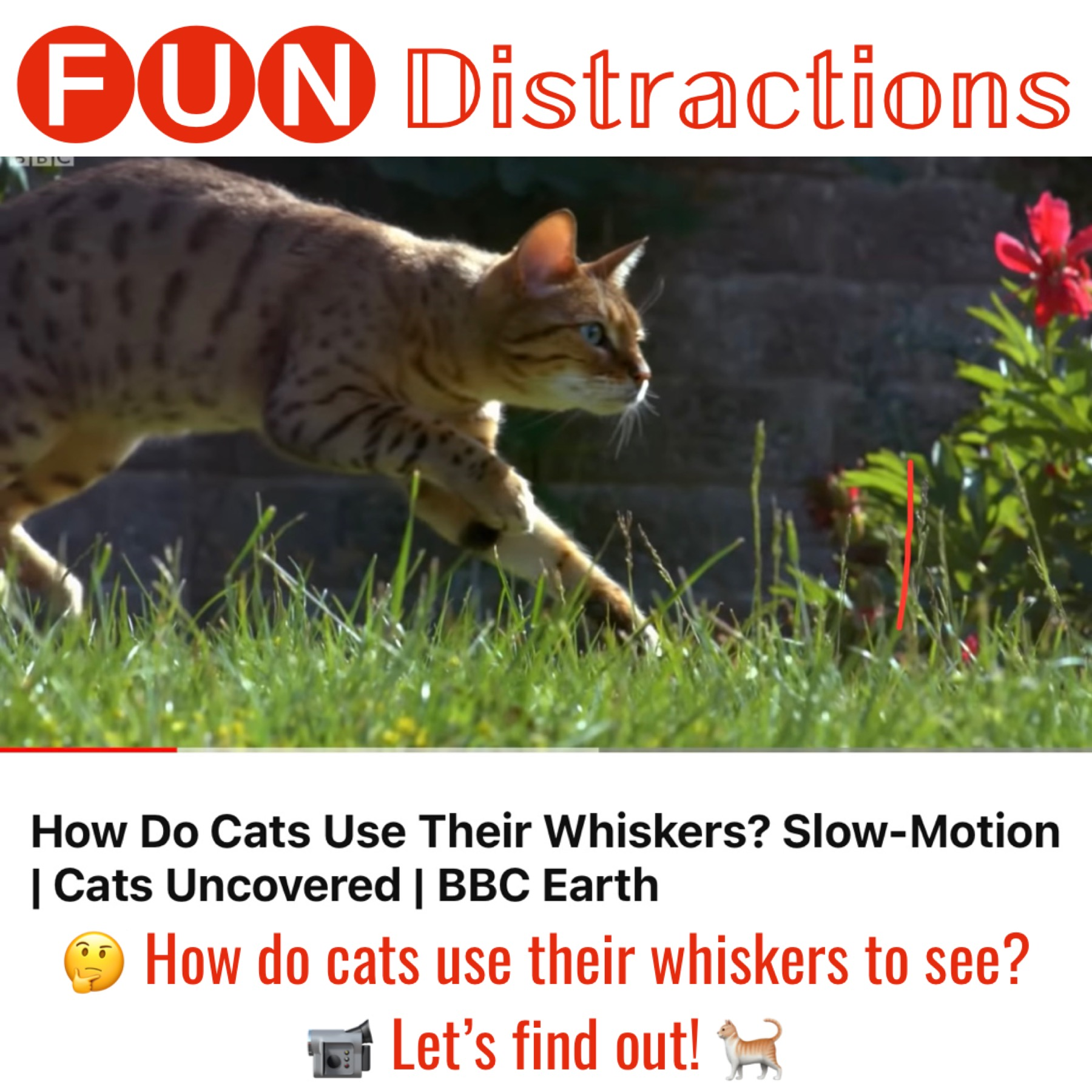 Image of a cat with question "How do cats use their whiskers?"