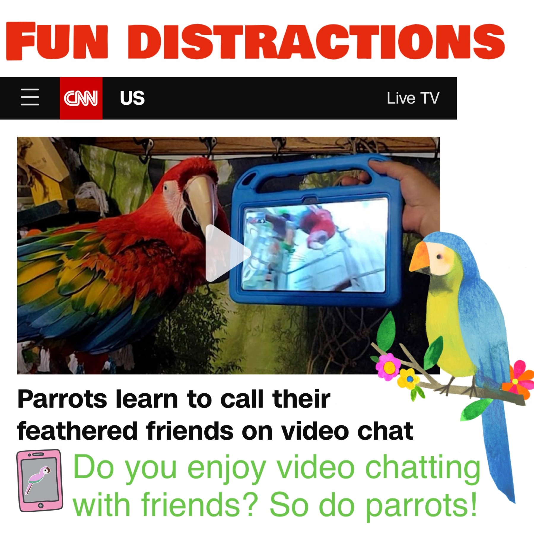 Parrots video chatting