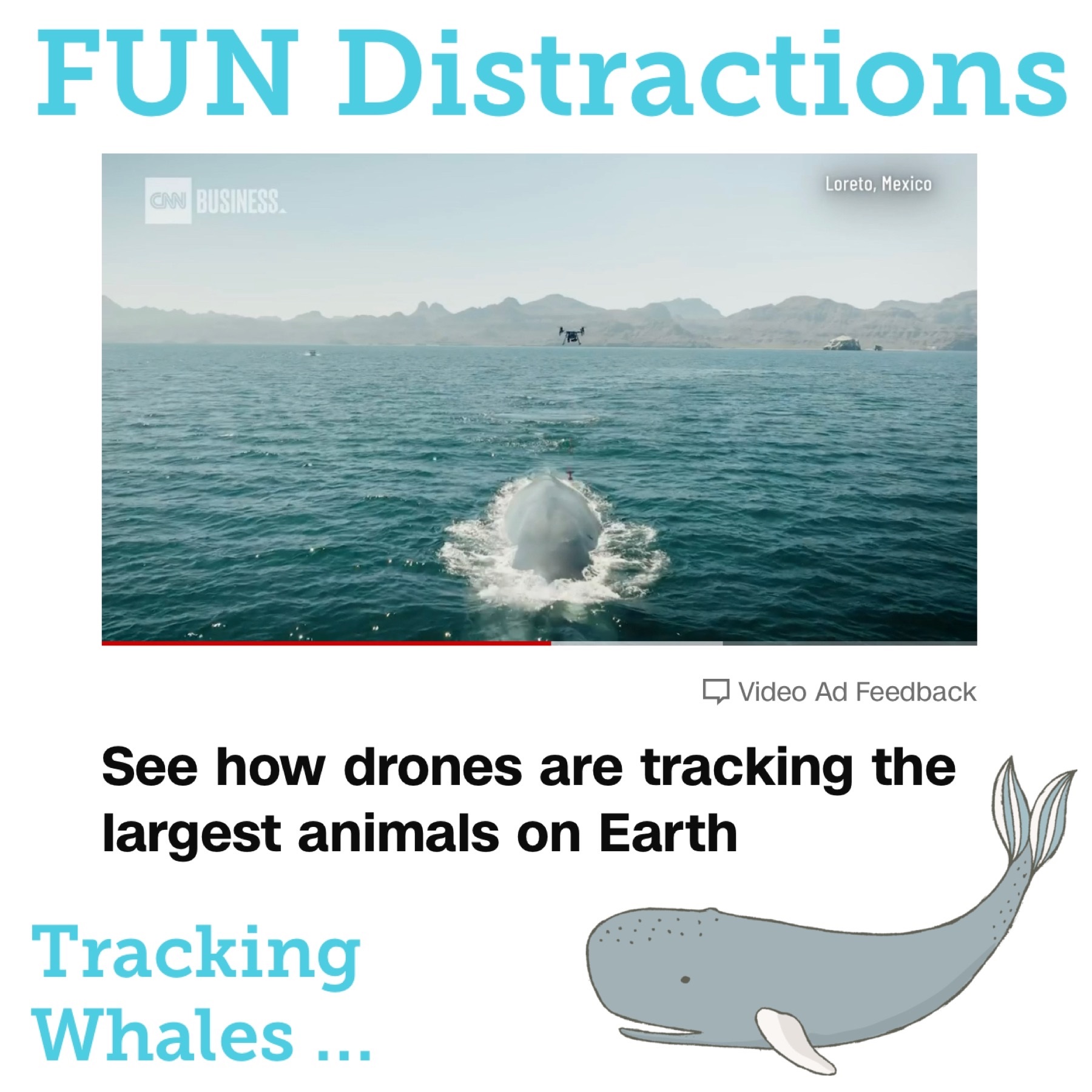 Image of a drone tracking a whale